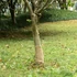 Kép 1/7 - Jutatekercs 0,25 x 10 m 100% juta 200 g/m2