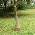 Kép 1/7 - Jutatekercs 0,25 x 25 m 100% juta 200 g/m2