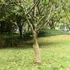 Kép 1/7 - Jutatekercs 0,5 x 5 m 100% juta 200 g/m2