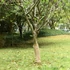 Kép 1/7 - Jutatekercs 0,5 x 25 m 100% juta 200 g/m2